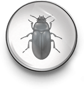 Darkling beetle icon